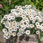 Argyranthemum White 4LT