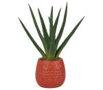 Aloe Vera In Pot 9X28CM 2ASS