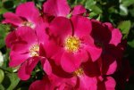 Duncans Rose 5LT