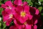 Duncans Rose 5LT
