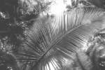 Paradise Palm Art Print - Premium Stretched Canvas A1