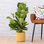 Fiddle Leaf Fig - Medium - In 21CM Mustard Yellow Migo Planter
