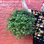 Bridal Veil - 20CM Hanging Nursery Pot