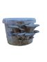 Home Growing Grey Oyster Mushroom Kit - 5L 1-4KG Mushrooms