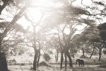 Giant Among S Art Print - Matte Fine Art Print No Frame A1
