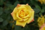 Good Morning America Miniture Rose