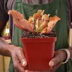 Trumpet Pitcher Sarracenia 'nomalizo' - Medium To Large Plant. 12CM Plastic Container.