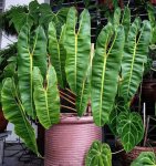 Philodendron Billietiae 14CM Pot