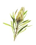 Protea Repens White Art Print - A3