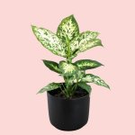 Dieffenbachia - Exotica - In Matt Black Emerson Planter