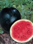 Watermelon Sugar Baby Seed - 10 G Raw Seed