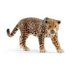 Wildlife - Jaguar