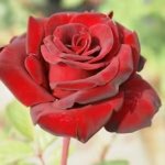 Black Madonna Rose 5LT