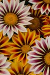 Gazania F1 New Day Tiger Mix Seed - 100 Coated Seed