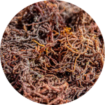 Sea Moss Organic & Wild Harvest - 250G Bulk Pack