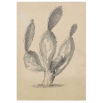 Prickly Pear 4 Art Print
