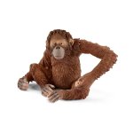 Wildlife - Female Orangutan