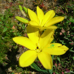 Sparaxis Acutilobus Gold 5 Bulbs. Rare And Indigenous.