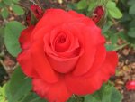 Maria Theresa Hybrid Tea Rose 5LT