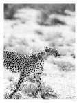 Kitty Kat Art Print - A1
