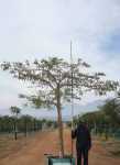 Acacia Sieberiana Paperbark 400LT