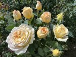 My Best Friend Rose 5LT
