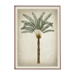 Sago Palm Art Print - A4 297X210 Mm