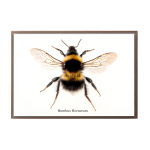 Bombus Horturum Art Print - A3