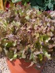 Lettuce Salad Bowl Red Seed - 2 G Raw Seed
