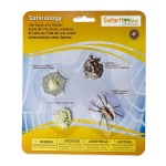 Safariology Life Cycle Of A Spider