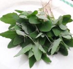 Seeds Misbredie White Goosefoot 1G