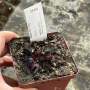 Venus Fly Trap 'amteborous.' Special Import. - Dormant Plant. 7.5CM Plastic Container.