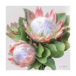 Pink Protea Art Print - 20X 20 Cm