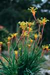 Anigozanthos Bush Tenacity Seedlings - 3 Plug Plants