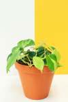 Heart Leaf Philodendron - Variegated 12CM