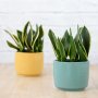Mother In Law's Tongue - Black Gold - In Migo Mustard Planter