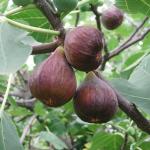 Fresha Fresh Fig Concentrate - 10ML