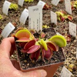 Venus Fly Trap 'henning Giant.' Special Import. - Dormant Plant. 12CM Plastic Container.