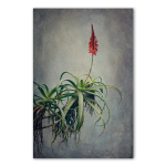 Aloes 2 Art Print - 100CM X 150CM No Frame Print Only
