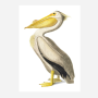Art Print - Pelican