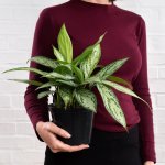 Chinese Evergreen - Silver Queen - 15CM Nursery Pot