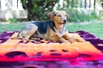 Finesse Pet Blanket - A Dog's Life Claret amber - 100 X 120 Cm