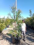 Syzygium Paniculatum 125LT Eugenia