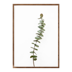Eucalyptus Vi Art Print - A4
