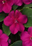 Impatiens Beacon Violet Shades Seed - 1000 Coated Seed