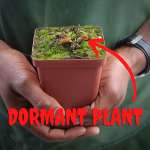 Venus Fly Trap 'pan's Princess' - Dormant Plant. 7.5CM Plastic Container.