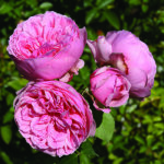 Comtesse Panarosarose 5LT