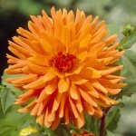 Dahlia Cactus – “mev. Cl. Andries” Bulbs