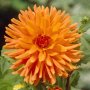 Dahlia Cactus – “mev. Cl. Andries” Bulbs