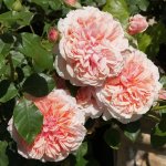 Rose Knysna 5LT